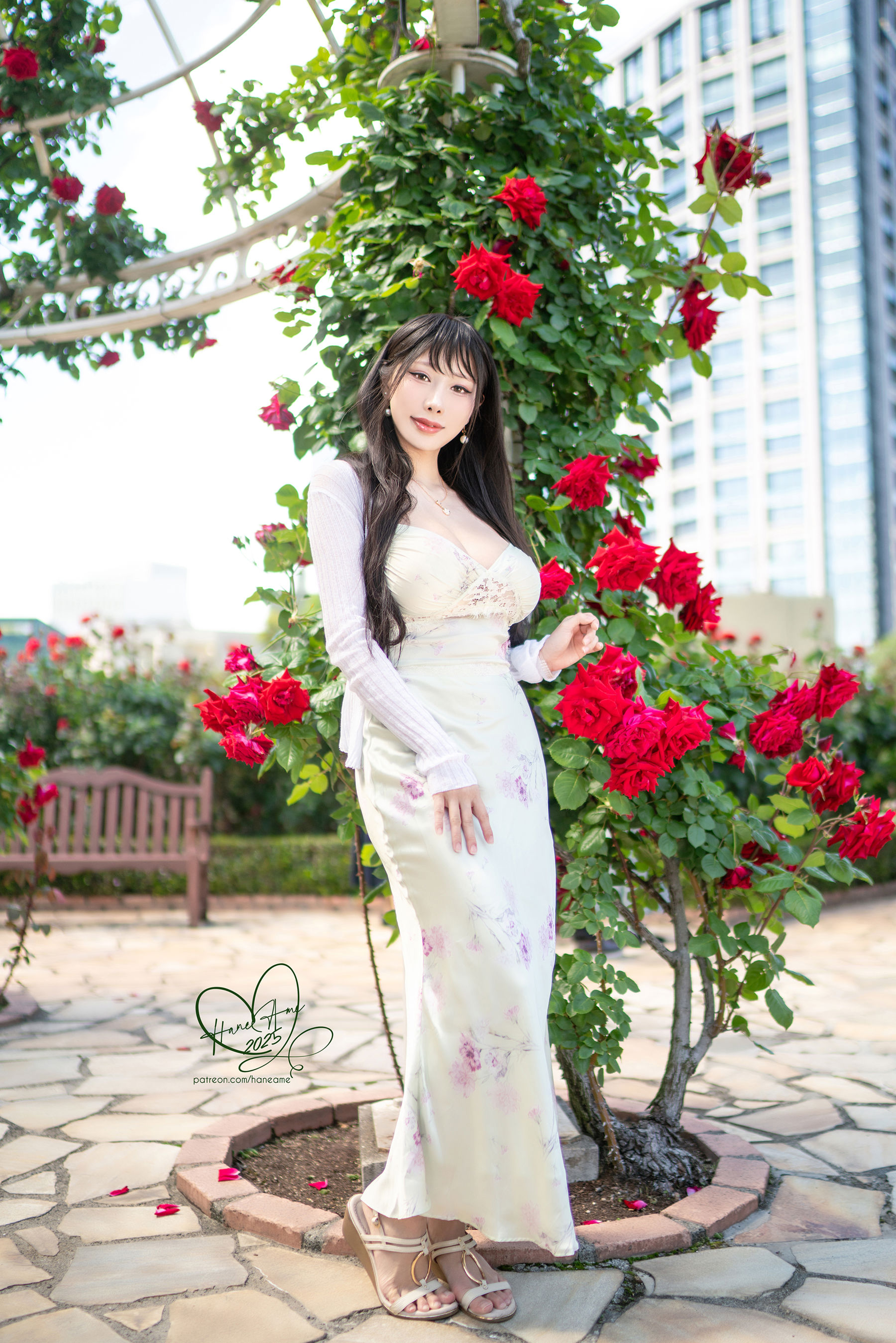 Hane Ame 雨波 写真 - 玫瑰刚好绽放